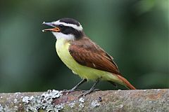 Great Kiskadee